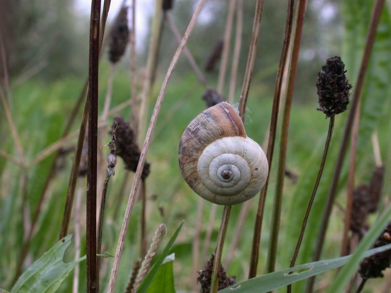 Chiocciole: Pomatias elegans e Cernuella virgata